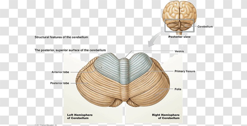 Posterior Cranial Fossa Cerebellum Brainstem Cerebral Cortex - Brain Transparent PNG