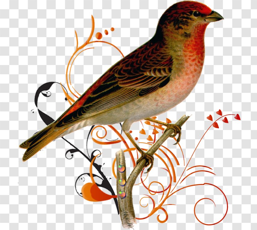 Common Rosefinch House Sparrow Bird Ortolan Bunting Transparent PNG