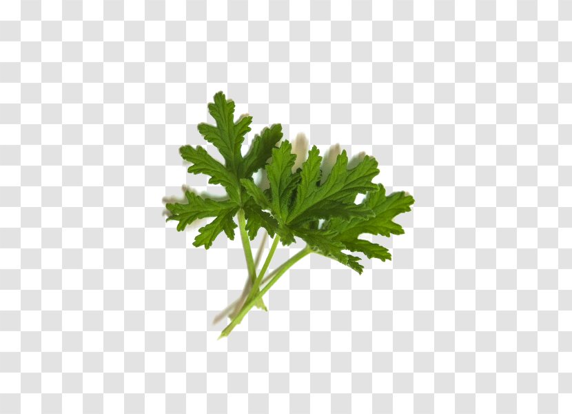 Leaf Parsley Daucus Carota Plant Stem Coriander - Herb Transparent PNG