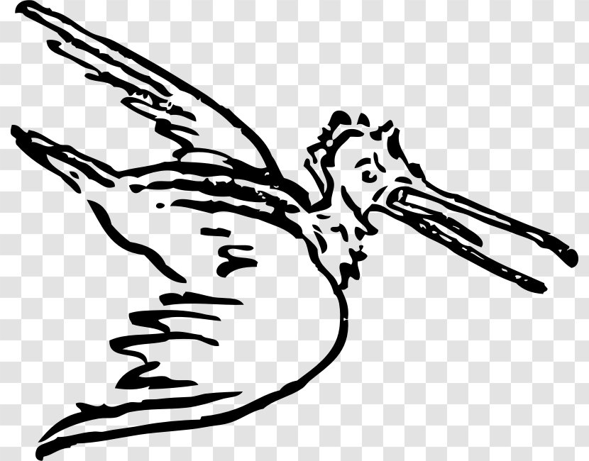 Hummingbird Pelican Drawing Birds Clip Art - Bird Flight Transparent PNG