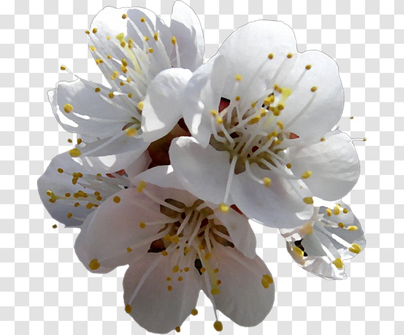 Cherry Blossom - Petal - Spring Tree Transparent PNG