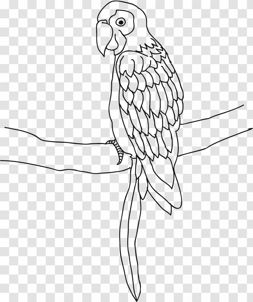 Parrot Bird Cockatiel Drawing Coloring Book - Organism Transparent PNG