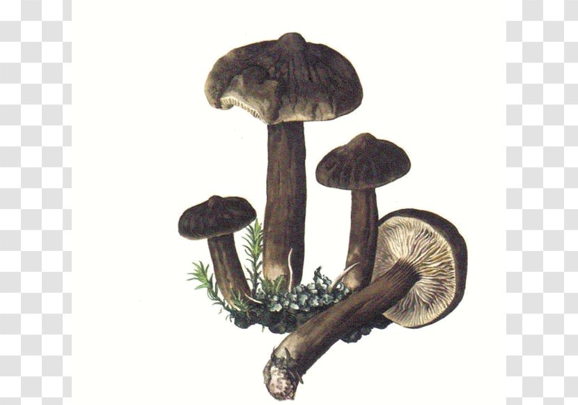 Edible Mushroom Lactarius Torminosus Deliciosus Fungus Transparent PNG