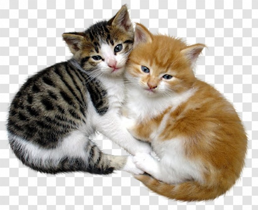 Cat Kitten Pet Love - Like Mammal Transparent PNG
