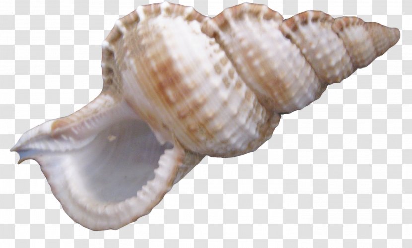 Cockle Nautilus Seashell Sea Snail Conch - Physical Map Transparent PNG