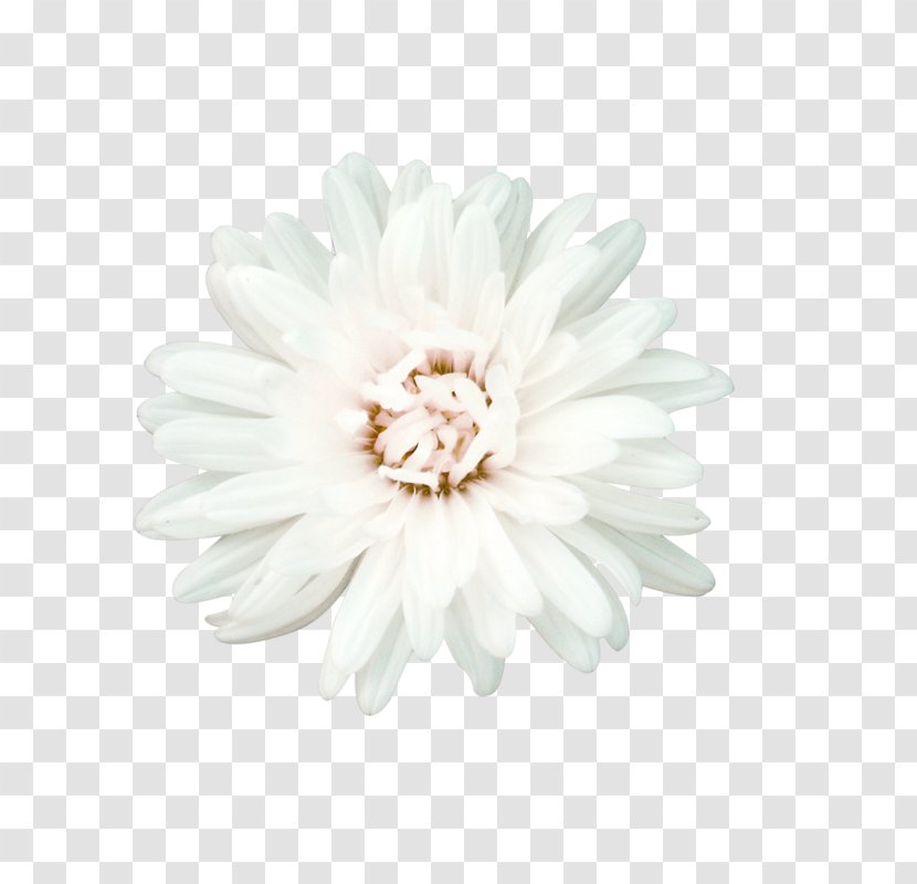 Flower White Petal - Chrysanths - Flowers Transparent PNG