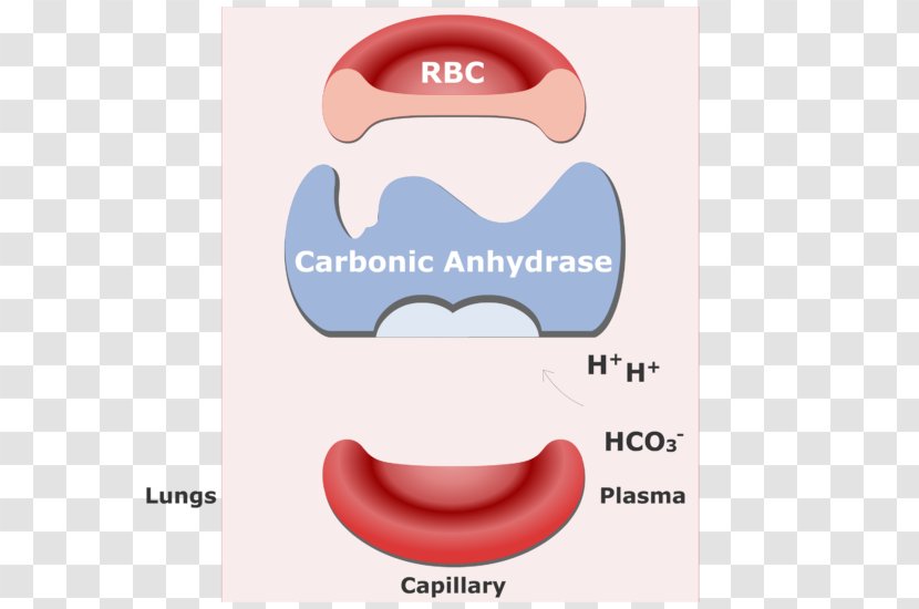 Bicarbonate Carbon Dioxide Red Blood Cell Hemoglobin - Smile - Cells Transparent PNG