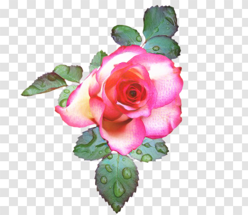 Pink Flowers Background - Garden Roses - Camellia Bouquet Transparent PNG