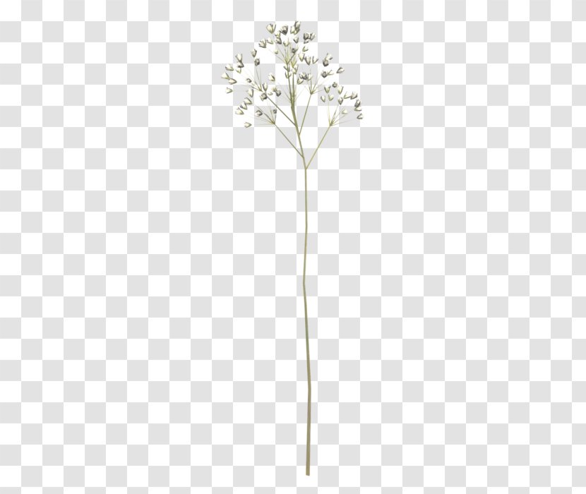 Twig Plant Stem Flowering - Branch - Flower Transparent PNG