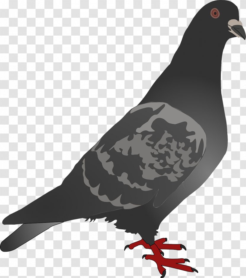 Homing Pigeon Columbidae Bird Clip Art - Pigeons And Doves Transparent PNG