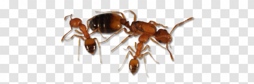 Hornet Wasp Yavapai College K2 Anthony McPartlin - Queen Ant Transparent PNG