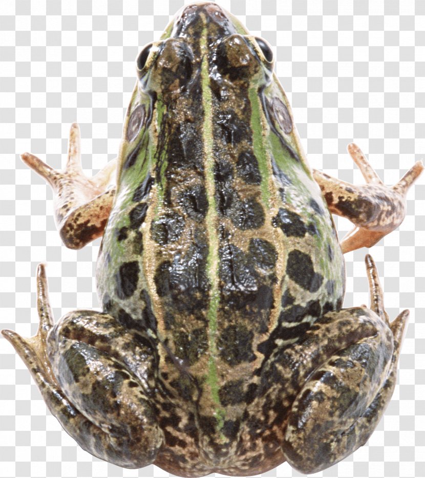 Frog Clip Art - Digital Image Transparent PNG