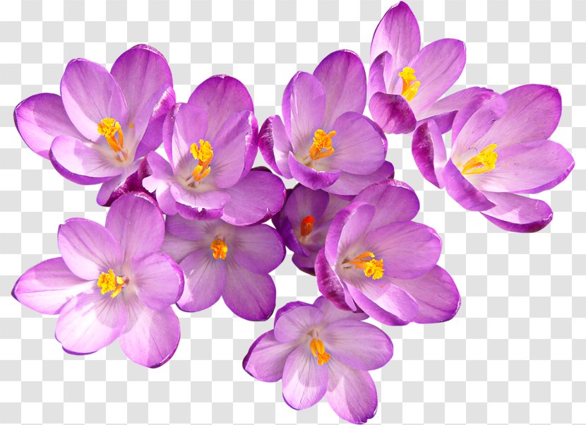 Autumn Crocus Flower Purple - Iris Family - Red And Transparent PNG