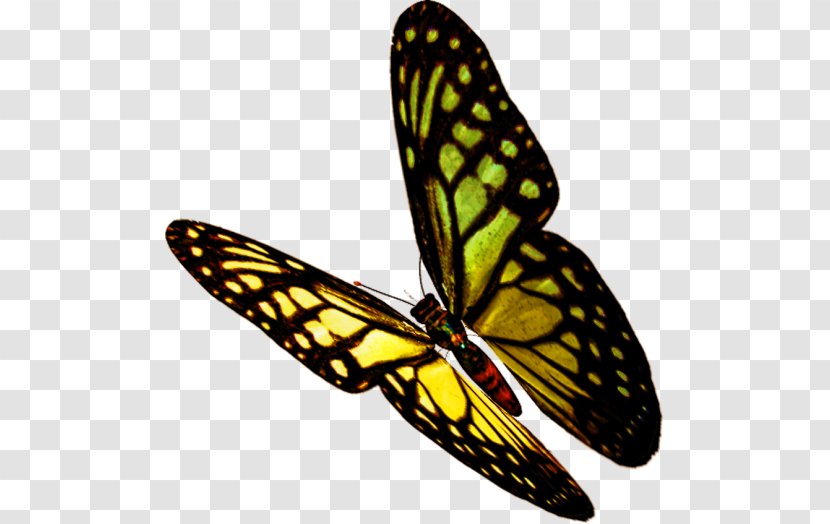 Butterfly Insect Clip Art Image - Cabbage White - Background Transparent PNG
