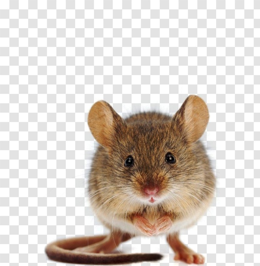 House Mouse Hamster Gerbil Mizraim: His Majesty's - Muroidea Transparent PNG