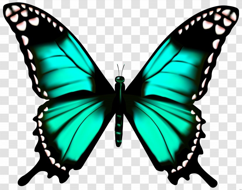 Butterfly Greta Oto Clip Art - Ornithoptera Euphorion Transparent PNG