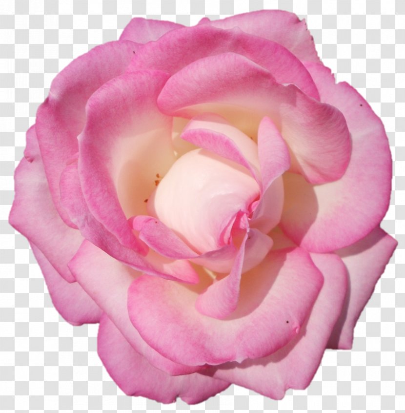 Garden Roses Cabbage Rose Floribunda Cut Flowers Petal - Close Up - Darshan Transparent PNG