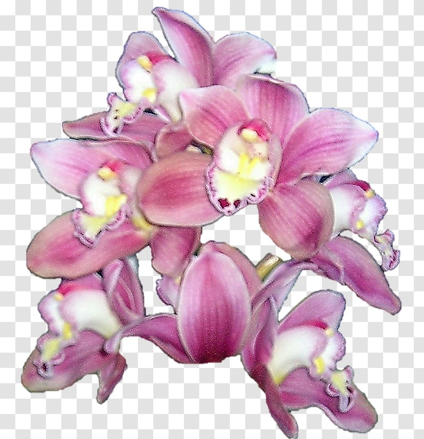 Cut Flowers Boat Orchid Orchids Floral Design - Plant - Pink Transparent PNG