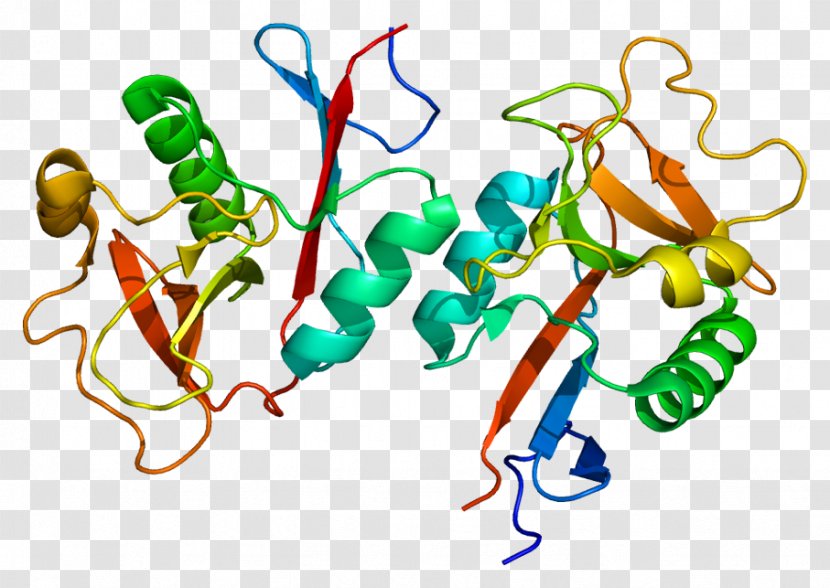 CLEC4M Membrane Protein Cell ICAM-1 - Organism - Adhesion Molecule Transparent PNG