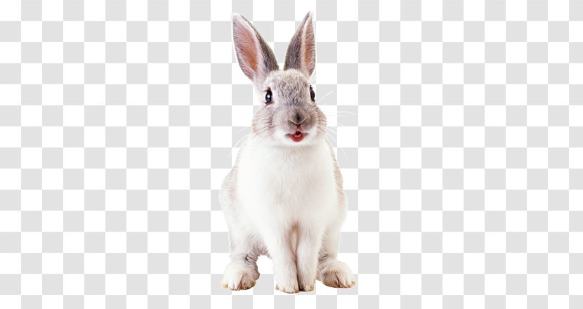 Hare French Lop Domestic Rabbit Netherland Dwarf Easter Bunny Transparent PNG
