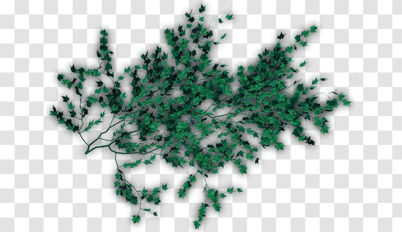 Clip Art Tree Vine Leaf - Branch Transparent PNG