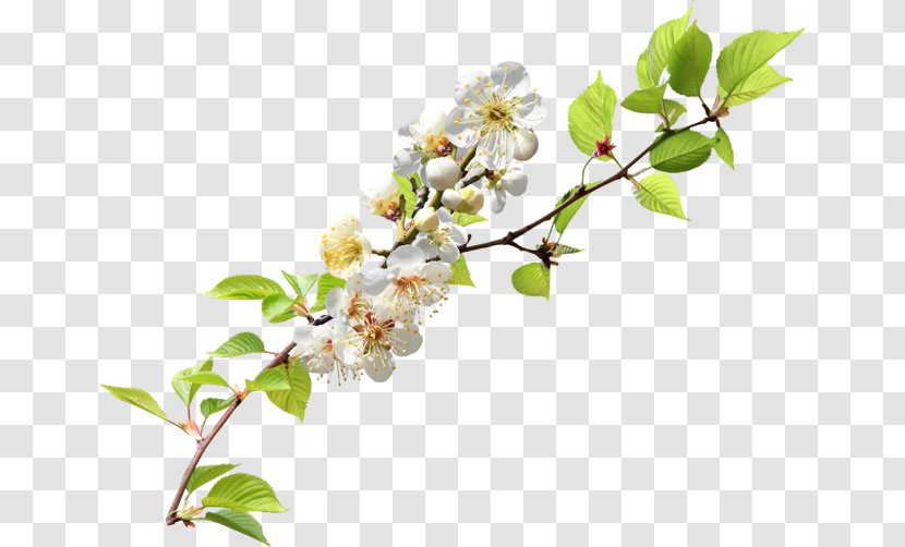 Twig Blossom Branch Clip Art - Bud - Cherry Transparent PNG