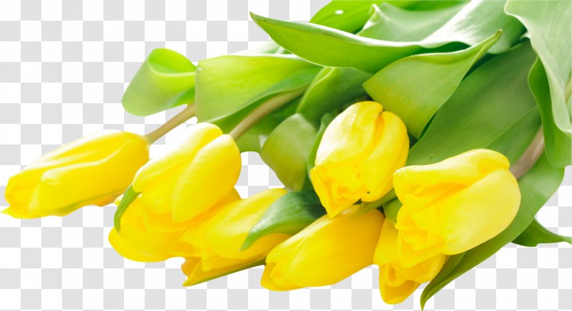 Tulip Flower Bouquet Stock Photography Yellow - White Transparent PNG