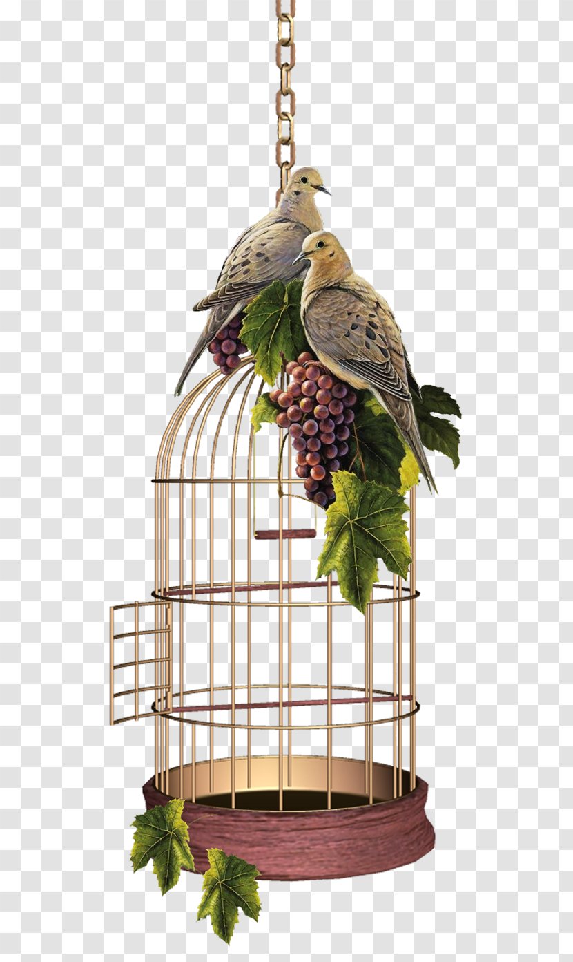 Birdcage Domestic Canary Birds And People Transparent PNG