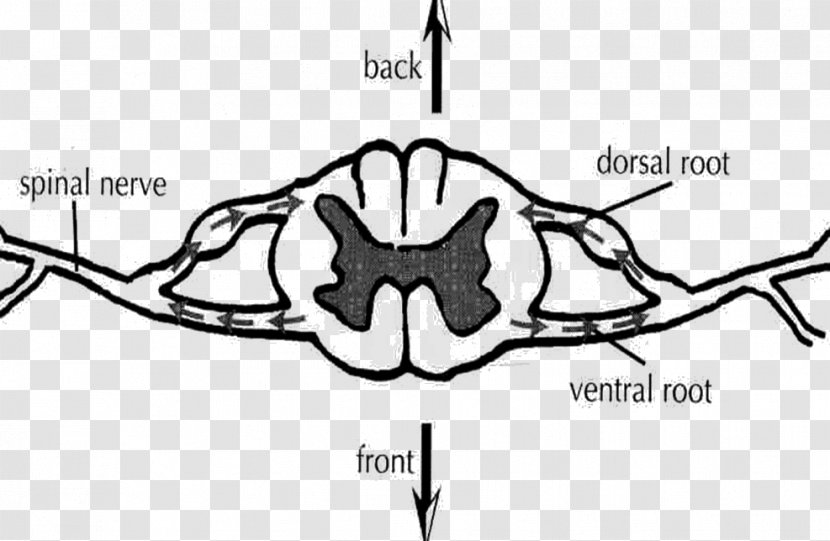 Ventral Root Of Spinal Nerve Dorsal Cord Ganglion - Heart - Somatic Nervous System Transparent PNG