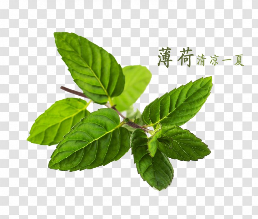 Peppermint Water Mint Mentha Canadensis - Leaf Transparent PNG