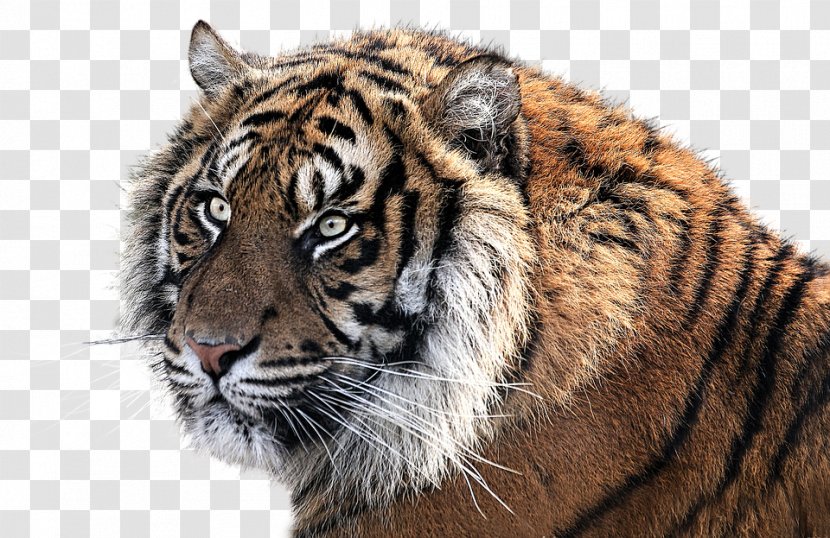 Tiger Felidae Cat Transparent PNG