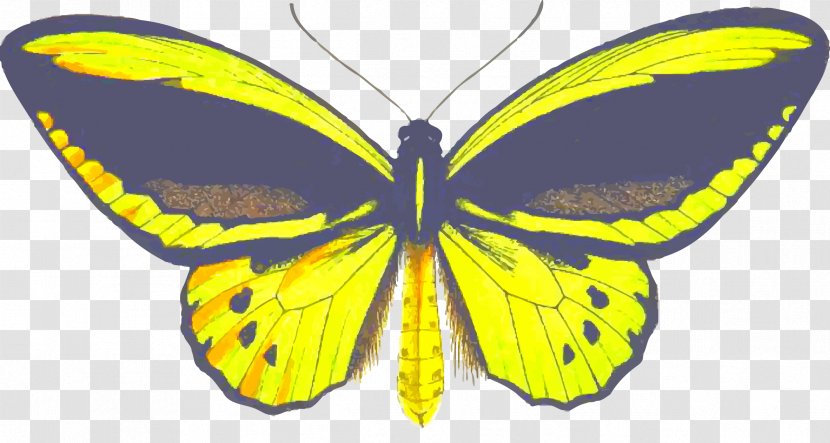 Butterfly Insect Birdwing Clip Art Transparent PNG
