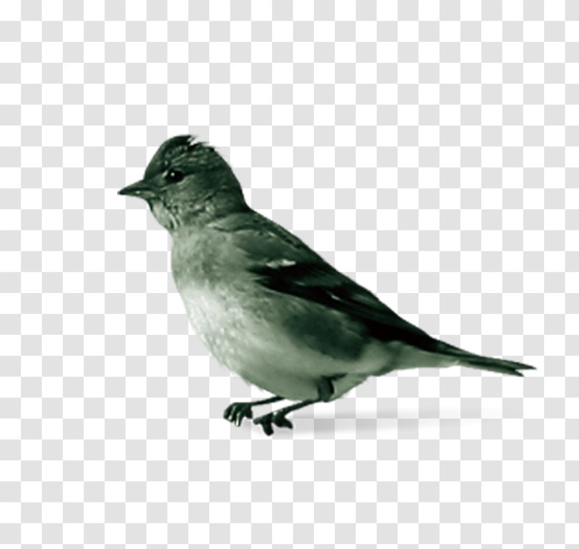 House Sparrow Bird Transparent PNG