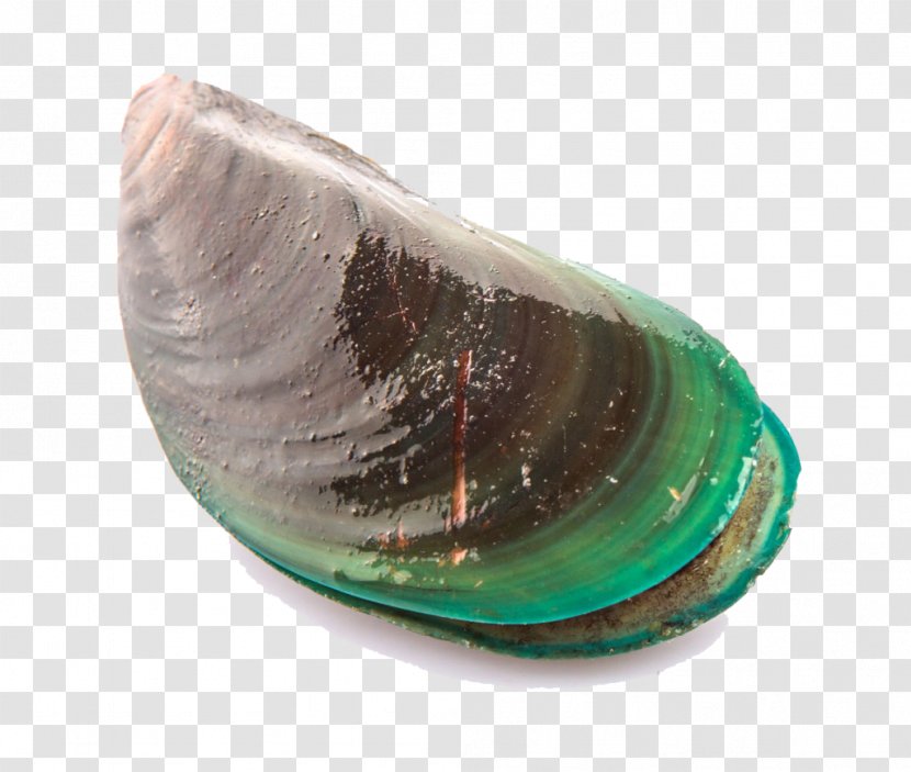 Mussel Clam Perna Viridis Seashell Oyster - Baltic - Clams Transparent PNG
