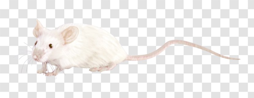 Rat Gerbil Whiskers Computer Mouse Snout - Rodent Transparent PNG