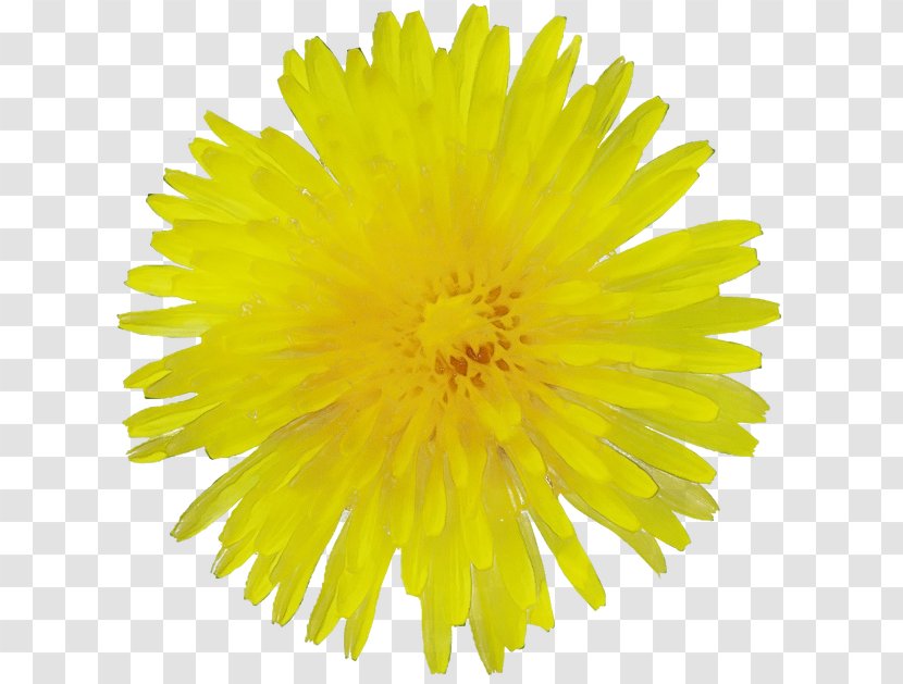 Dandelion Yellow Flower Sow Thistles - English Marigold - Flowering Plant Coltsfoot Transparent PNG