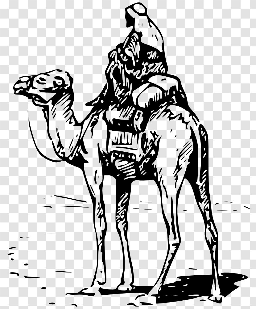 Dromedary Bactrian Camel Silk Road Equestrian Clip Art - Black And White - Pack Animal Transparent PNG