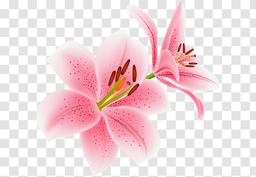 Lily Stock Photography Royalty-free Shutterstock - Petal - Flower Art Gallery Yopriceville Transparent PNG