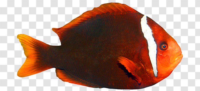 Goldfish Tropical Fish Clownfish Marine Biology - Damselfish Transparent PNG