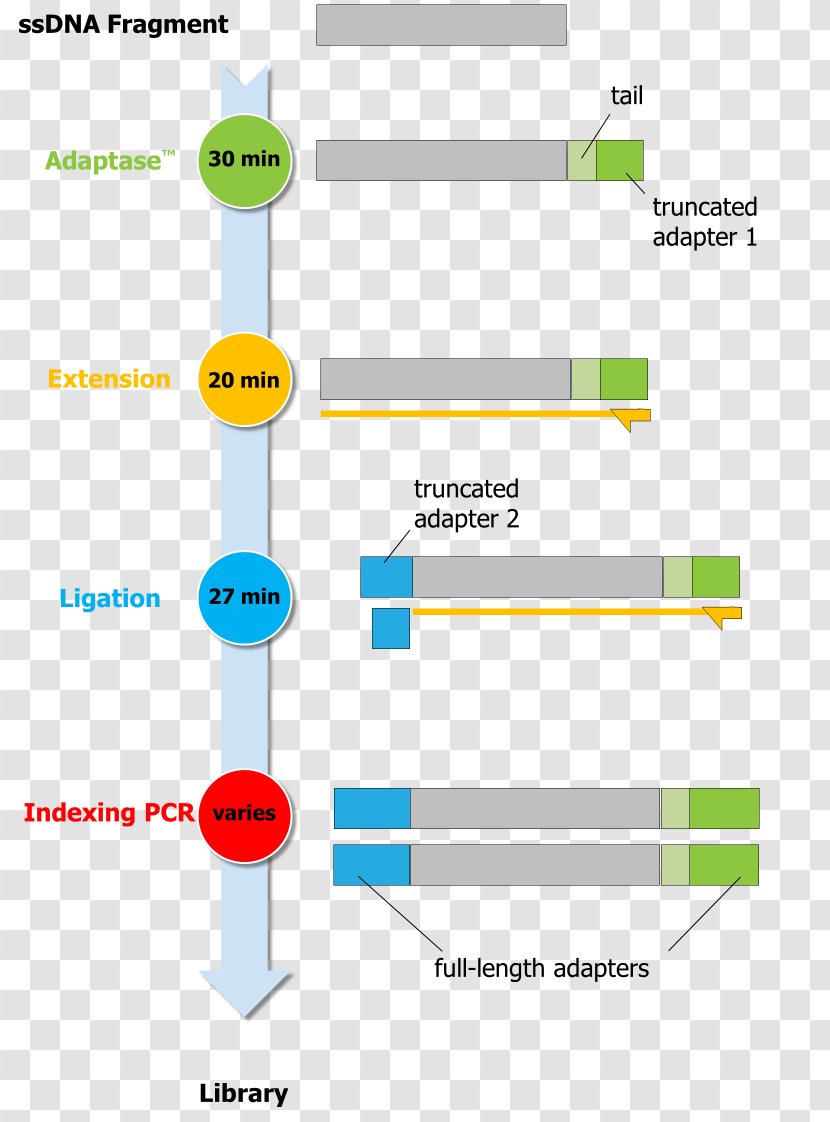 Swift Biosciences Massive Parallel Sequencing Organization - Area - Dna Transparent PNG