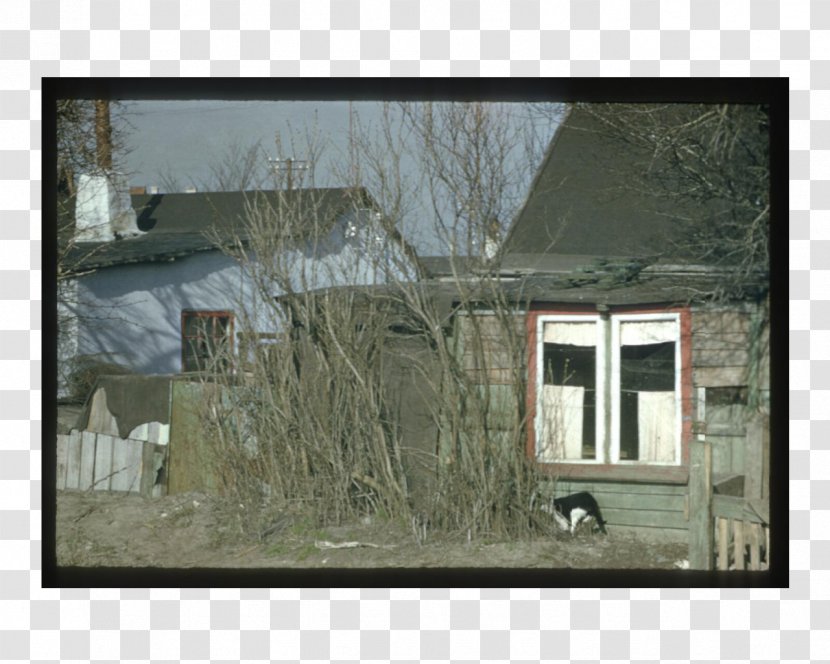 Window Roof Property Tree - Wall Transparent PNG