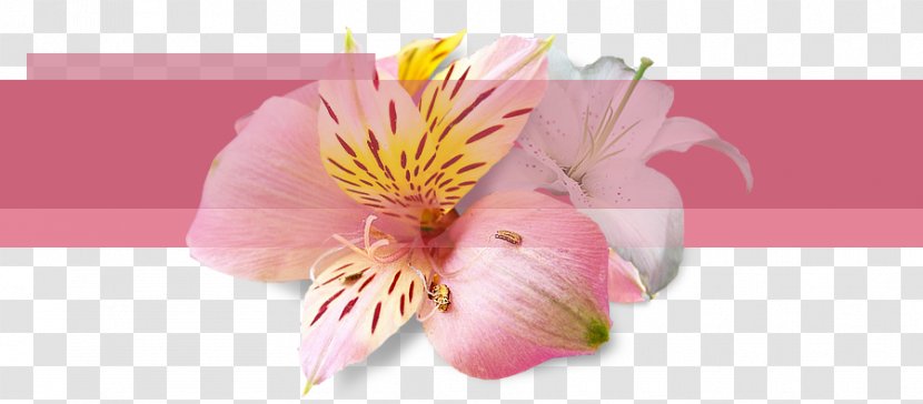 Cut Flowers Floral Design - Alstroemeriaceae - Hand Painted Potted Plants Transparent PNG