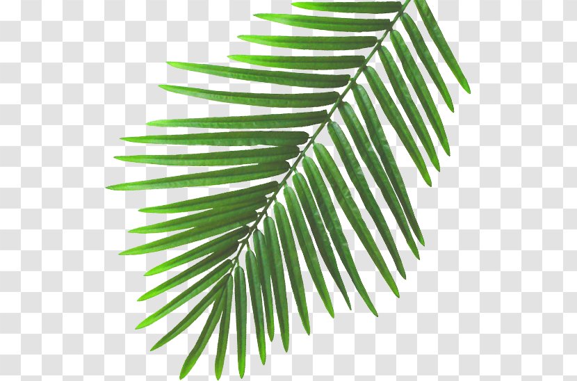SlumberTrek Australia. Leaf Ellingworth Parade Plant Stem Beach - Australia - Summer Banana Leaves Transparent PNG