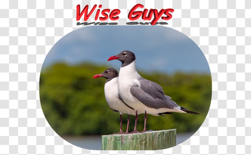 Long-sleeved T-shirt Bird - Canada Goose - Wise Man Transparent PNG