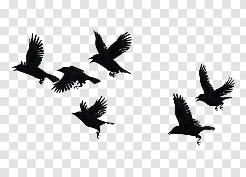 Picsart Background - Crows - Bird Of Prey Condor Transparent PNG