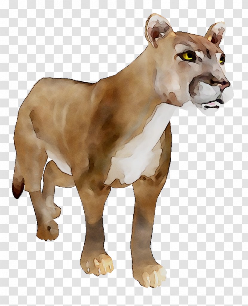 Horse Lion Stable Cat Animal - Carnivore Transparent PNG