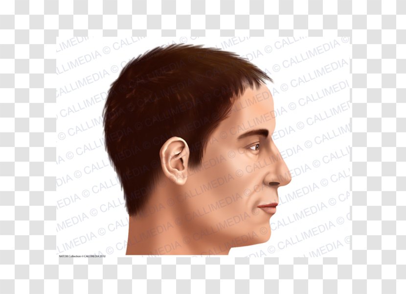 Chin Head Neck Skin Human Anatomy - Tree - Hair Transparent PNG
