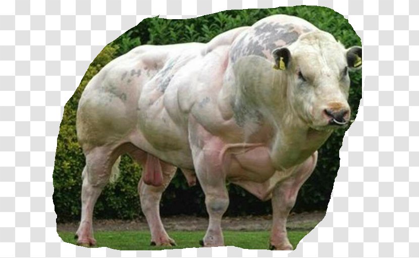 Belgian Blue Beef Cattle Double-muscled Myostatin - Cow Goat Family Transparent PNG