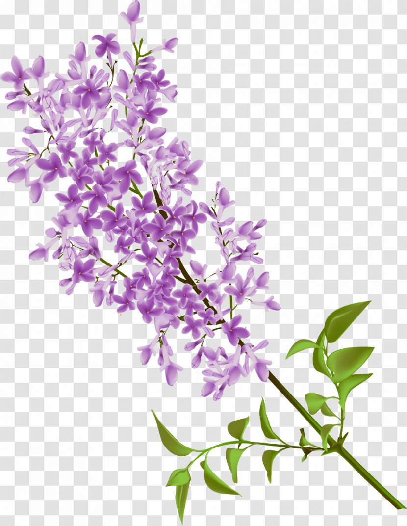 Lavender - Violet - Buddleia Branch Transparent PNG