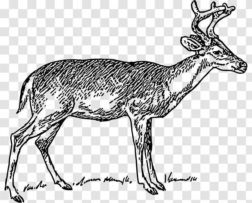 White-tailed Deer Reindeer Clip Art - Antelope - Free Pictures Transparent PNG